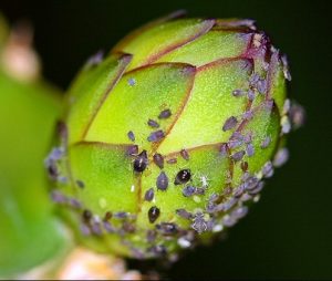 pitaya haşere 1